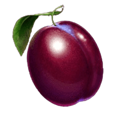 Symbol Plum